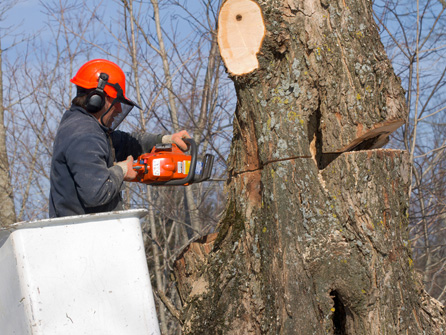 Tree services in Canning Town