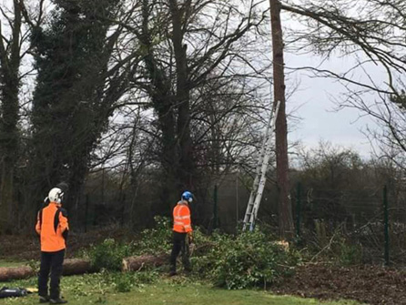  expert Canning Town Tree cutting