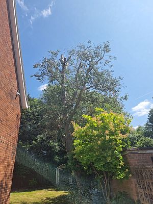 ADL Tree Services project photograph